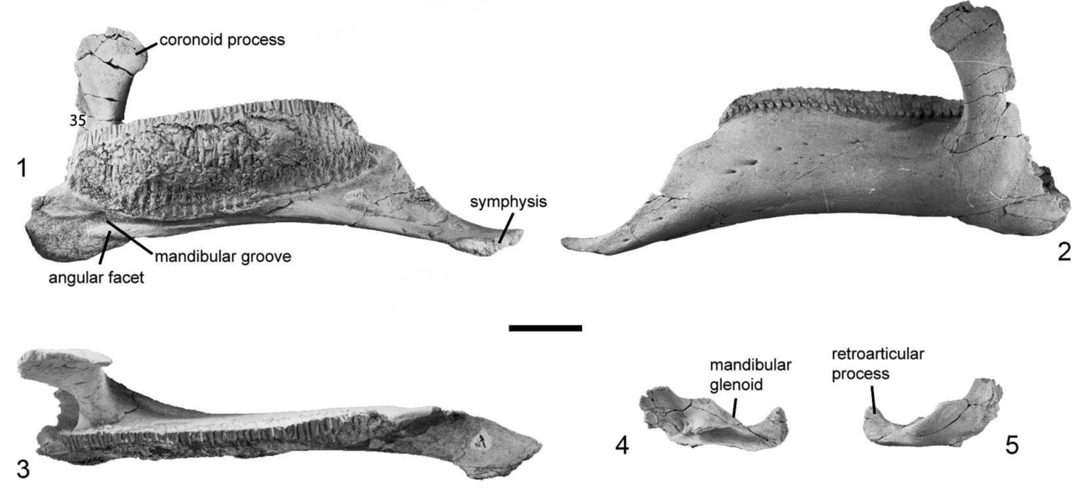 Balasisaurus (PDF) Blasisaurus canudoi gen. et sp. nov., a new lambeosaurine ...