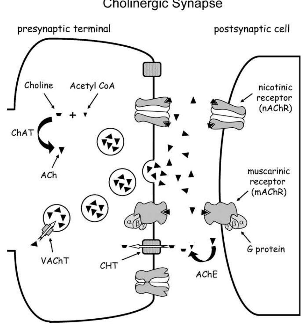(PDF) Developmental aspects of the cholinergic system