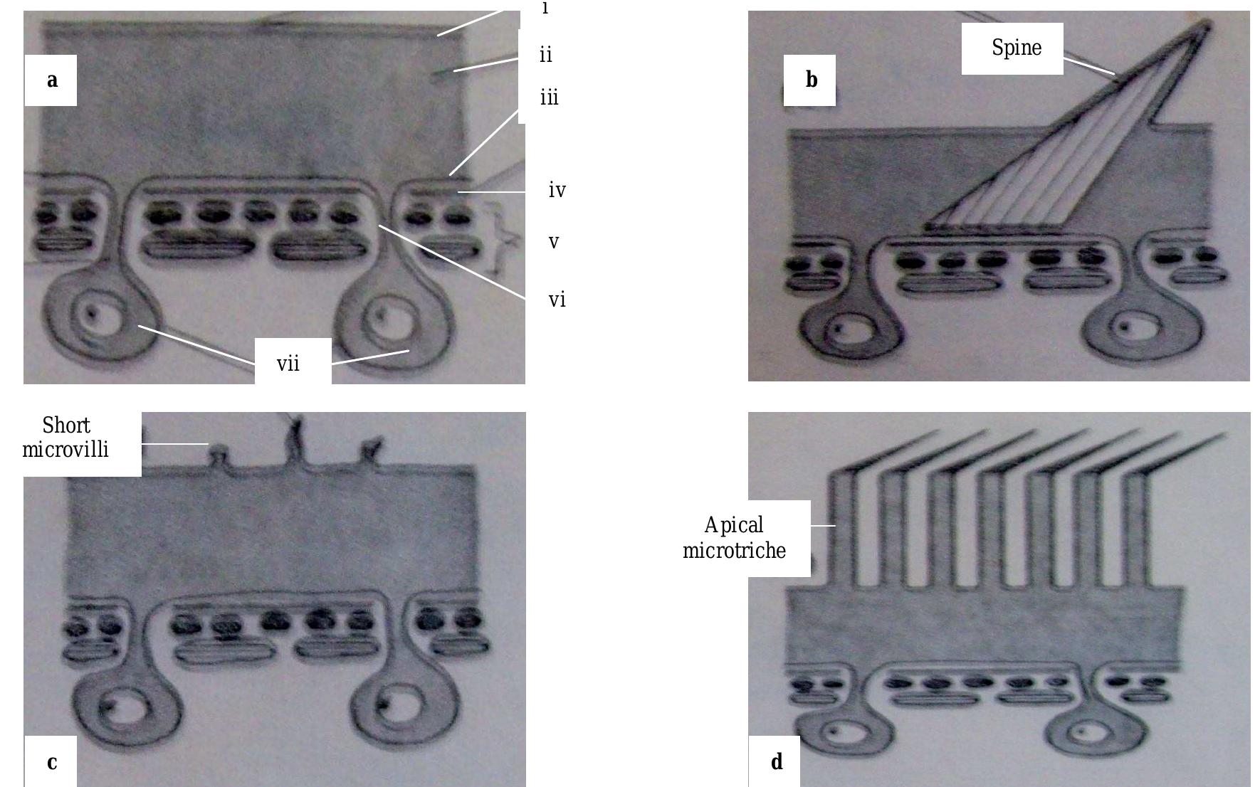 Microtrichae Insects Microtriches. a, diagram illustrating the typical ultra
