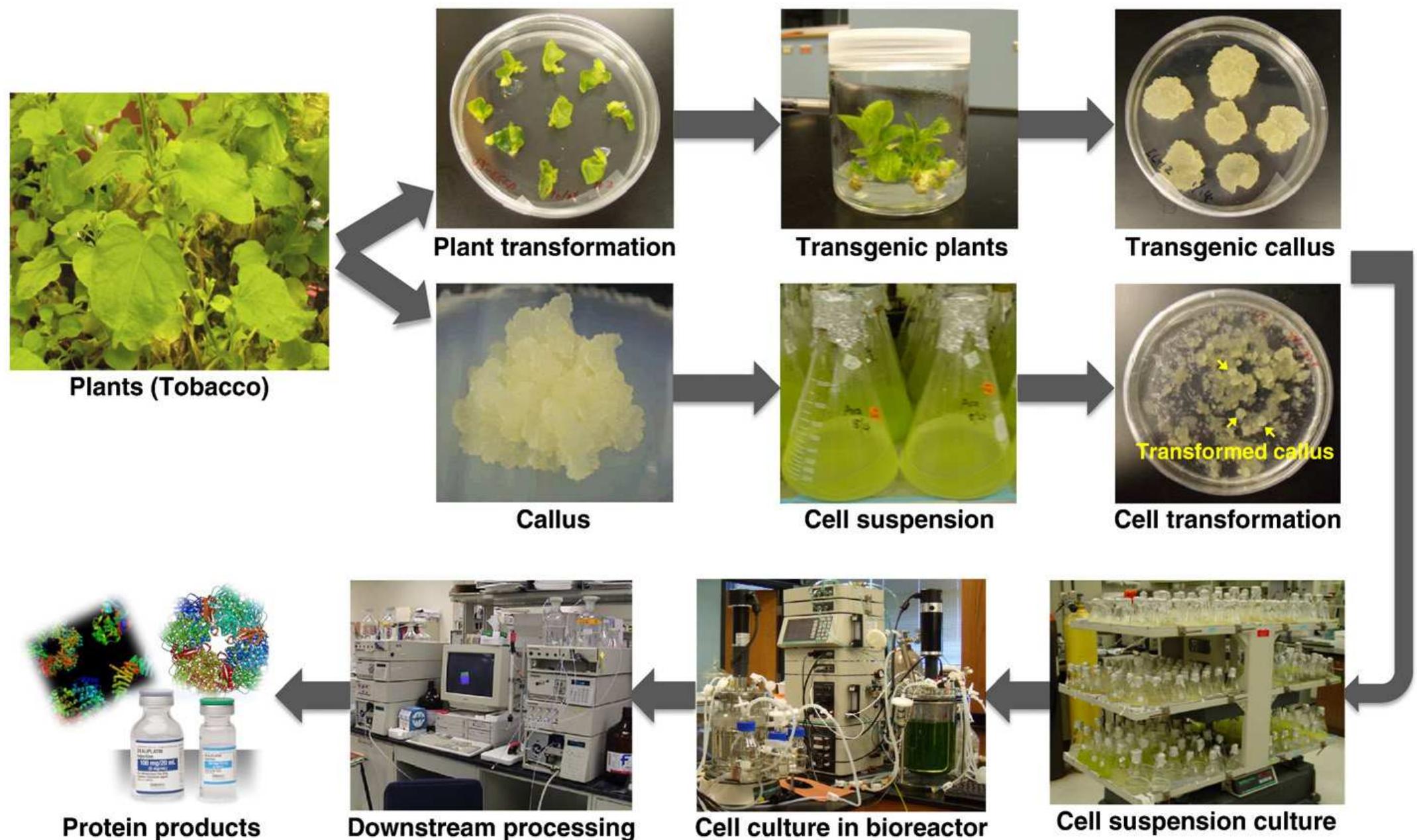 Figure 2 - from Towards high-yield production of