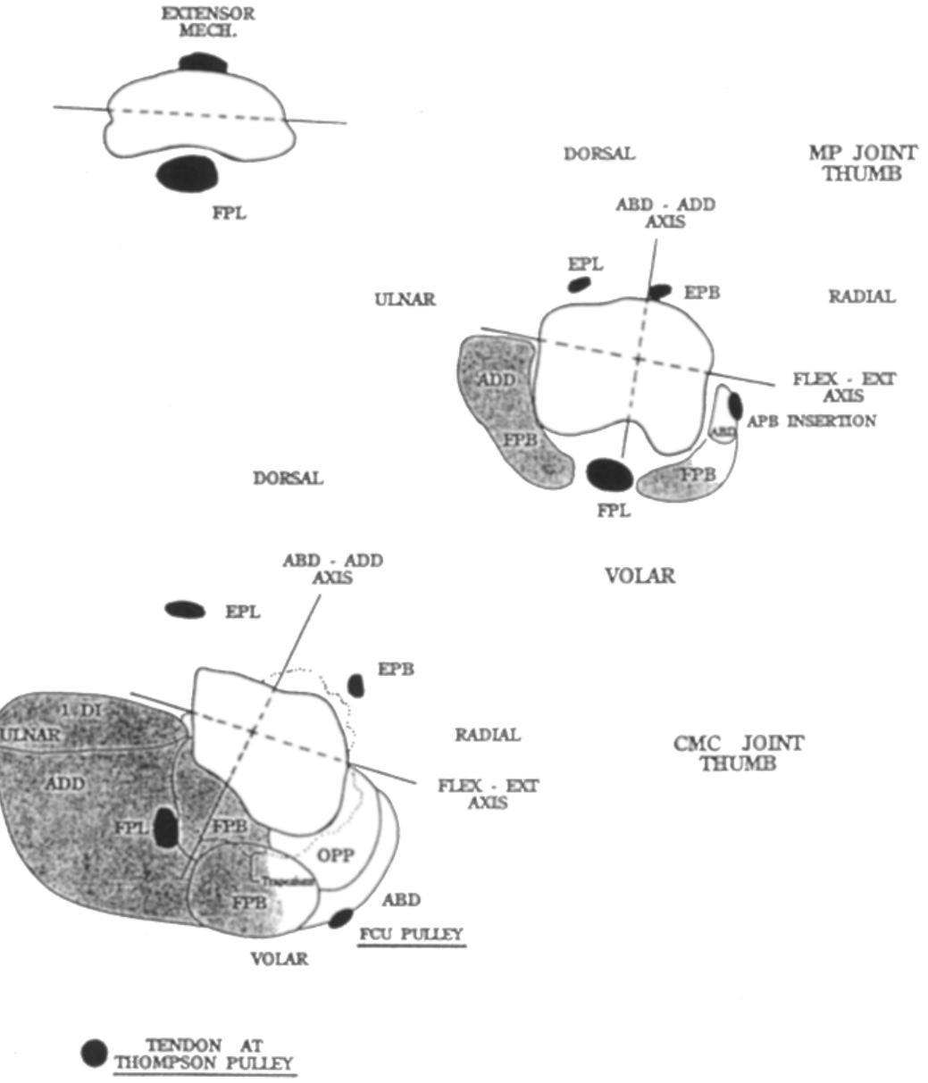 (PDF) Thumb Movements, Motions, and Moments