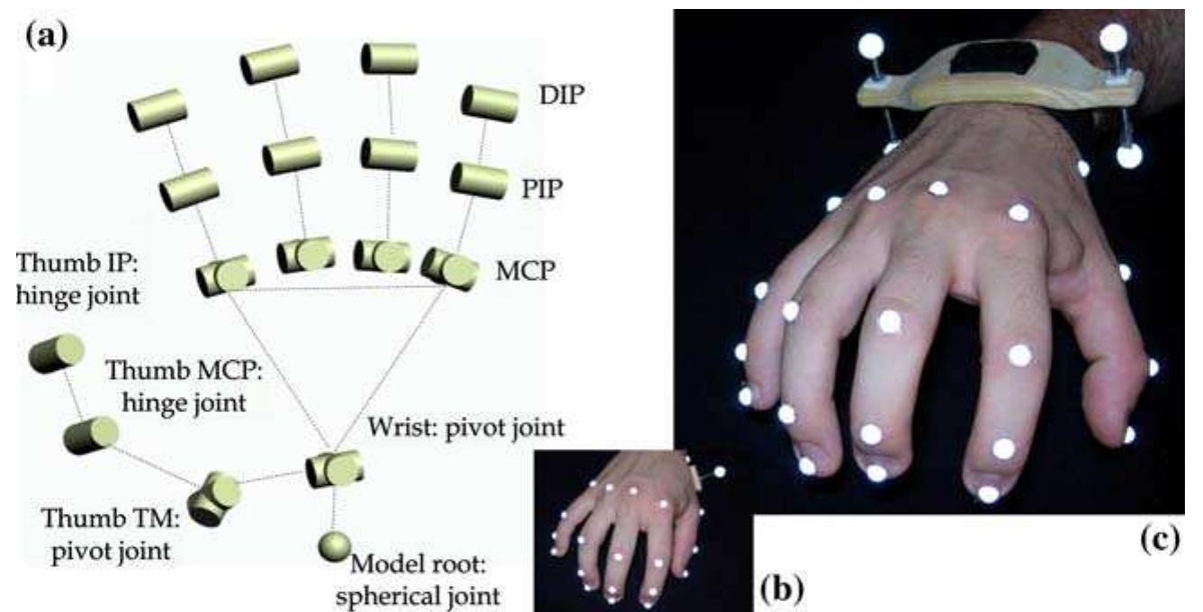 Kinematic model of the complete hand structure: the model