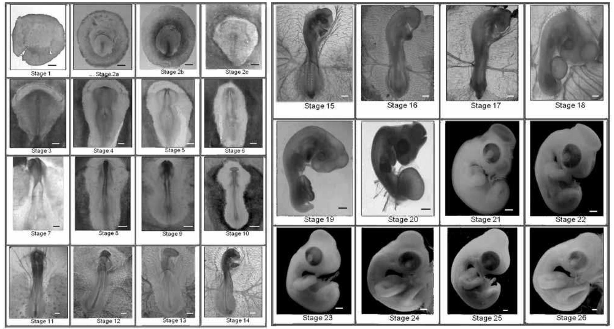 (PDF) Embryonic development of Columba livia (Aves: Columbiformes) from ...
