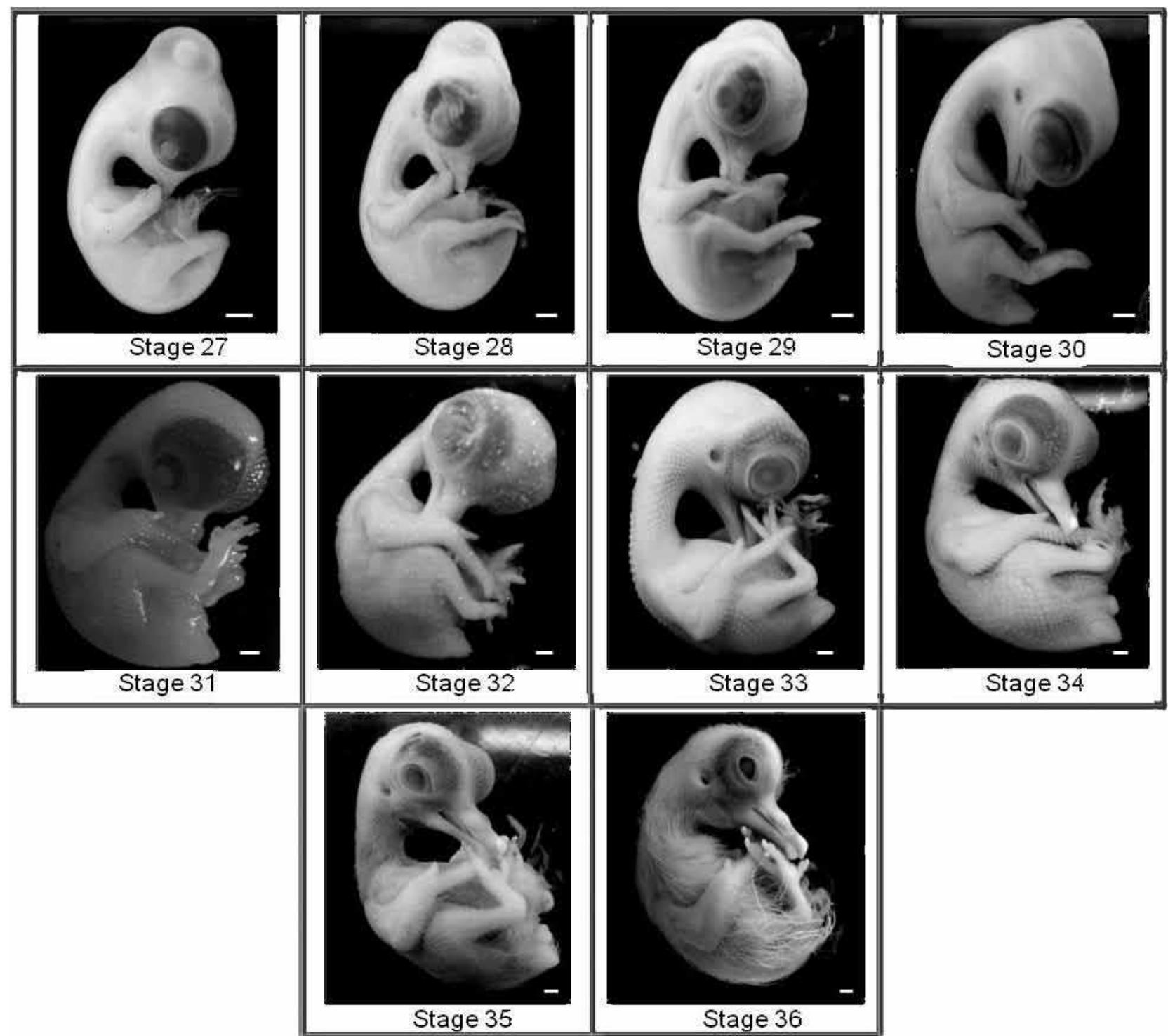 (PDF) Embryonic development of Columba livia (Aves: Columbiformes) from ...
