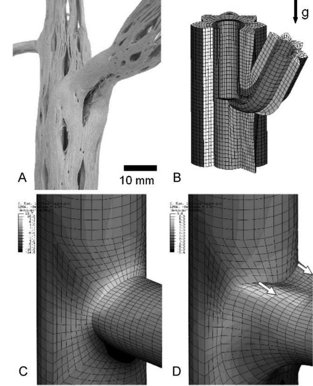 (PDF) Principles of Branching Morphology and Anatomy in Arborescent ...