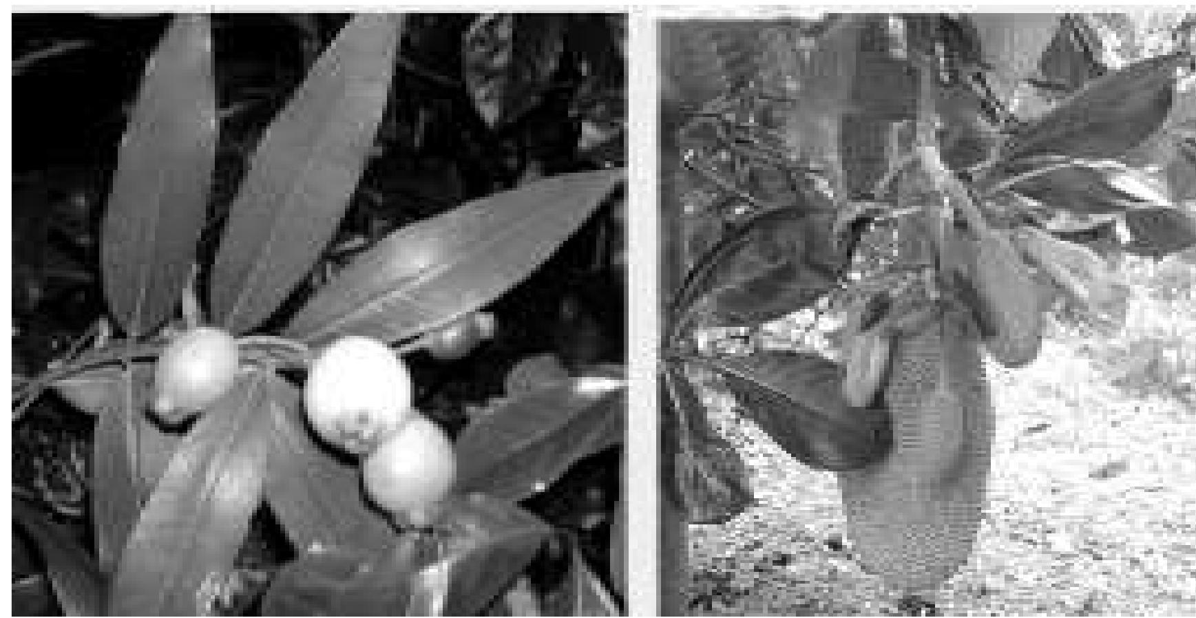 Rose apple (Syzygium jambos), native t Southeast Asia Jackfruit (Artocarpus integrifolius), Origin India; *believed indigenous to the rain forests of the Western Ghats’ Jackfruit (Artocarpus integrifolius), Origin