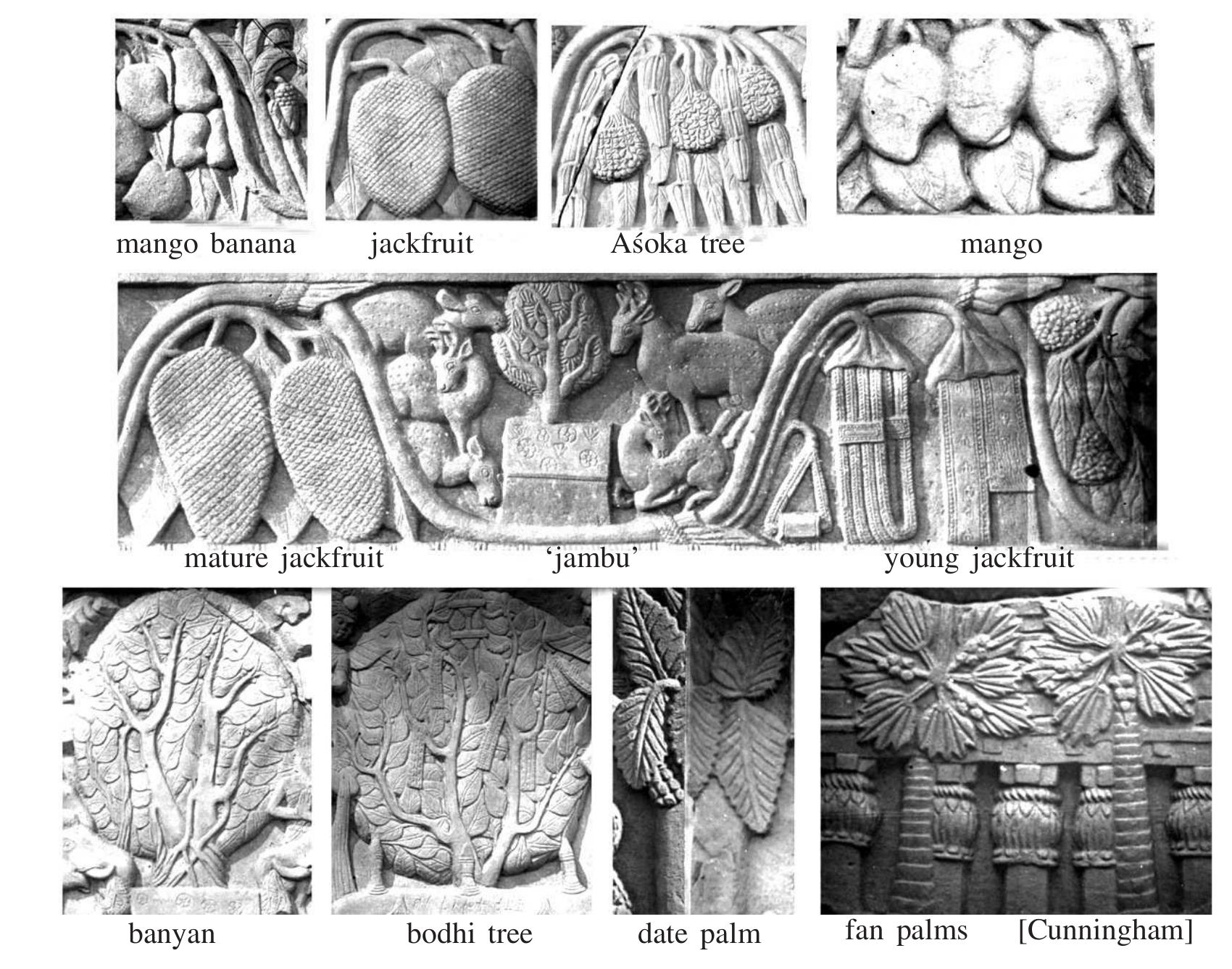 Plants are well represented on Bharhut’s stupa, c.2nd century BCE