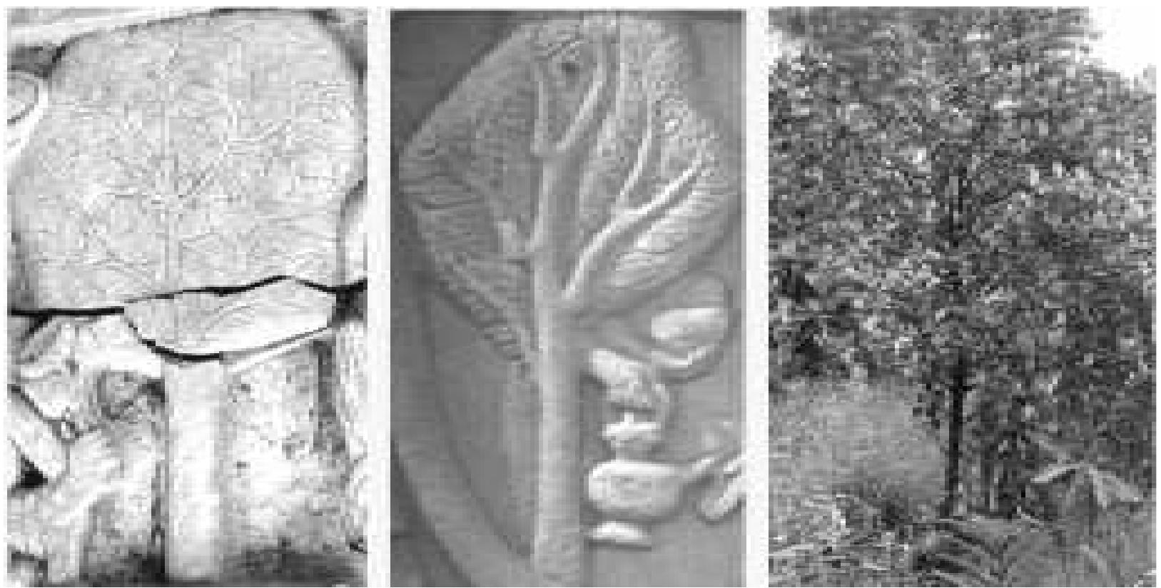 ‘Someone who plants a jambi tree would tend towards the dharma of an ascetic (yati).’ Vrksayurveda 12cited by Albertina Nugteren, Belief, Bounty, and Beauty. Rituals around Trees in India, Leiden: Brill, 2006, 81. ‘The jambu tree plays an important role in Hindu Mythology... The legend says that this gigantic tree bears a fruit as large as elephants; ... they burst and pour out juice enough to form the jambu Ruver ... Prof. Dymock describes the fruit ... as follows: ‘The fruit ... is about the size and shape of an olive, of a purple color, and very astringent ... At present there is only very little of the seed obtainable here in New York, but an invoice is shortly expected’.