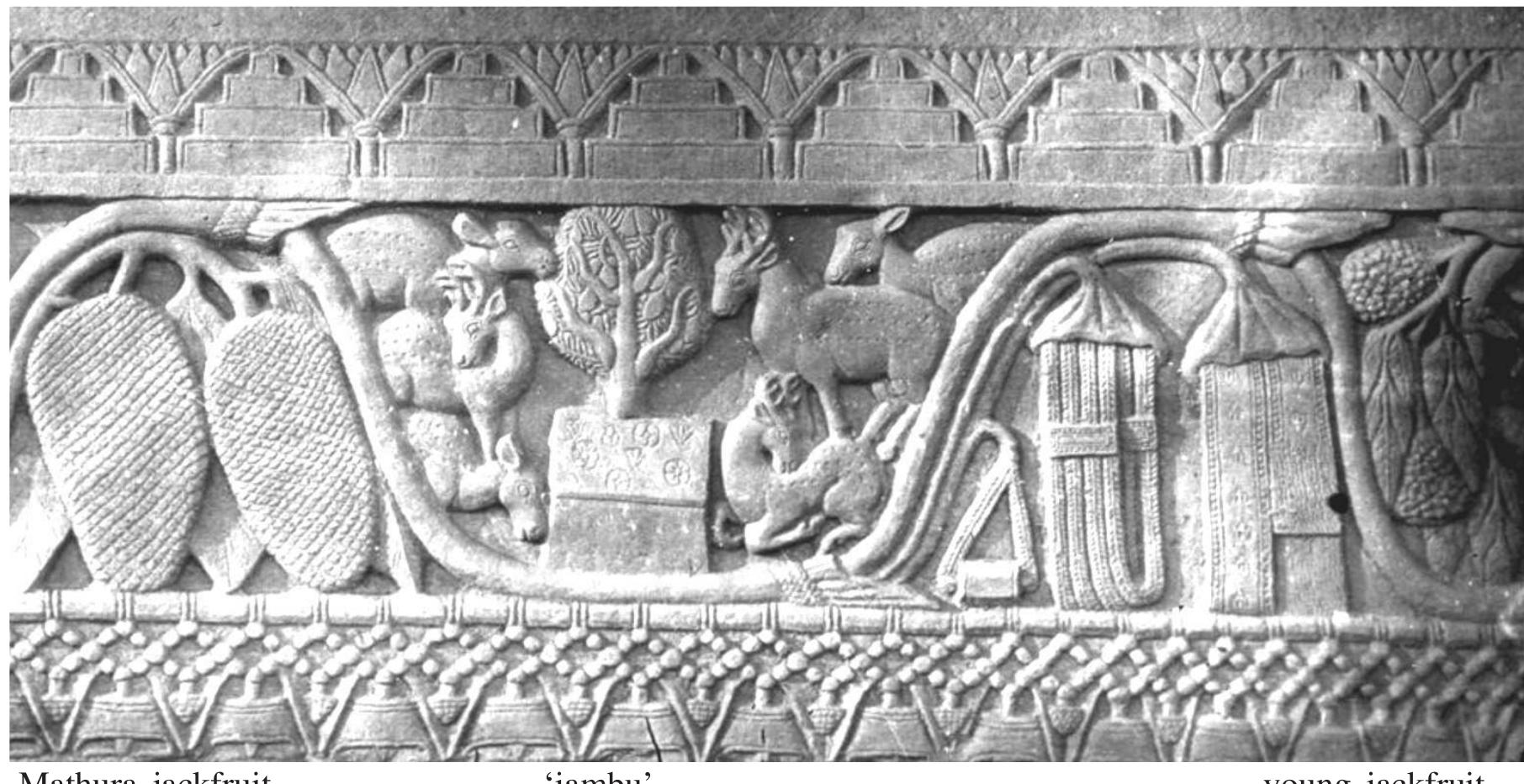 Alexander Cunningham, The Stupa of Bharhut, 1879, p. 46 ‘The Jambu, or Eugenia Jambu. -- The tree here identified was recognized by my native followers. It is apparently a holy Tree, as it has a throne beneath it surrounded by a number of spotted deer’.