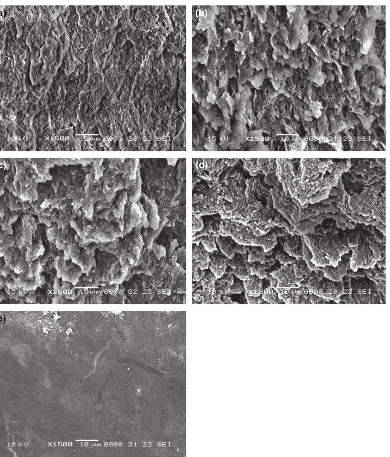 Scanning electron microscope micrographs of samples treated