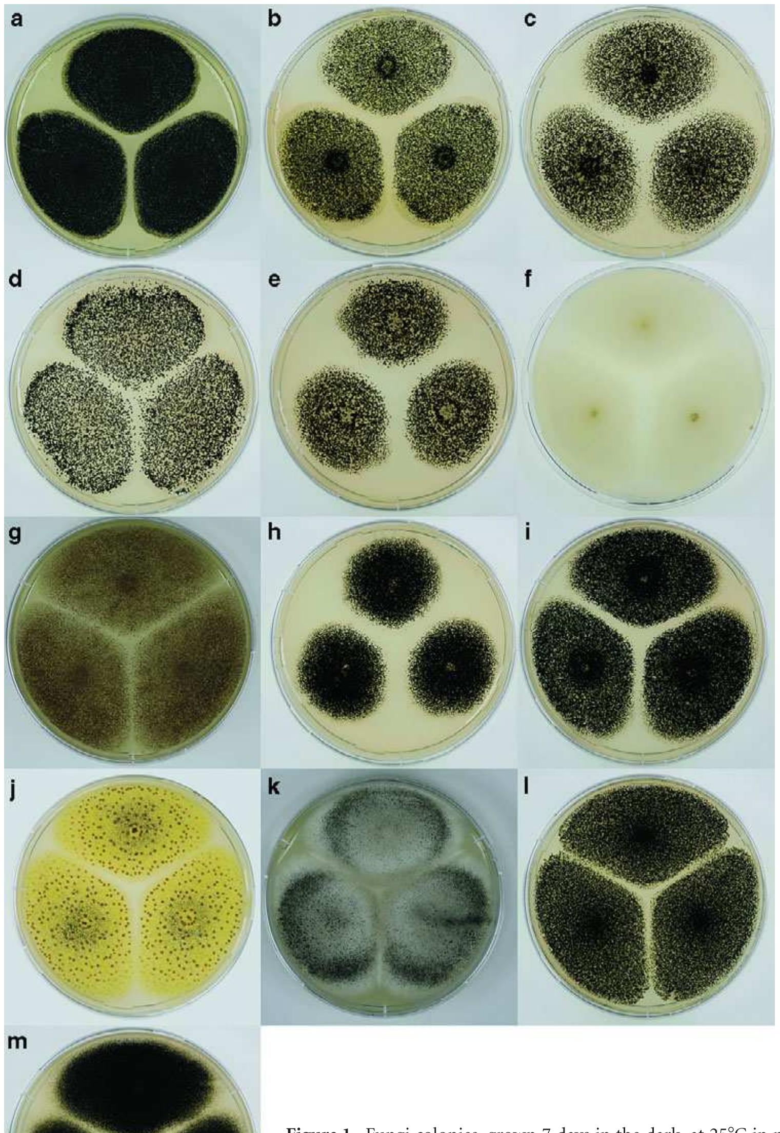 Figure 1 - Structural diversity of Aspergillus (section