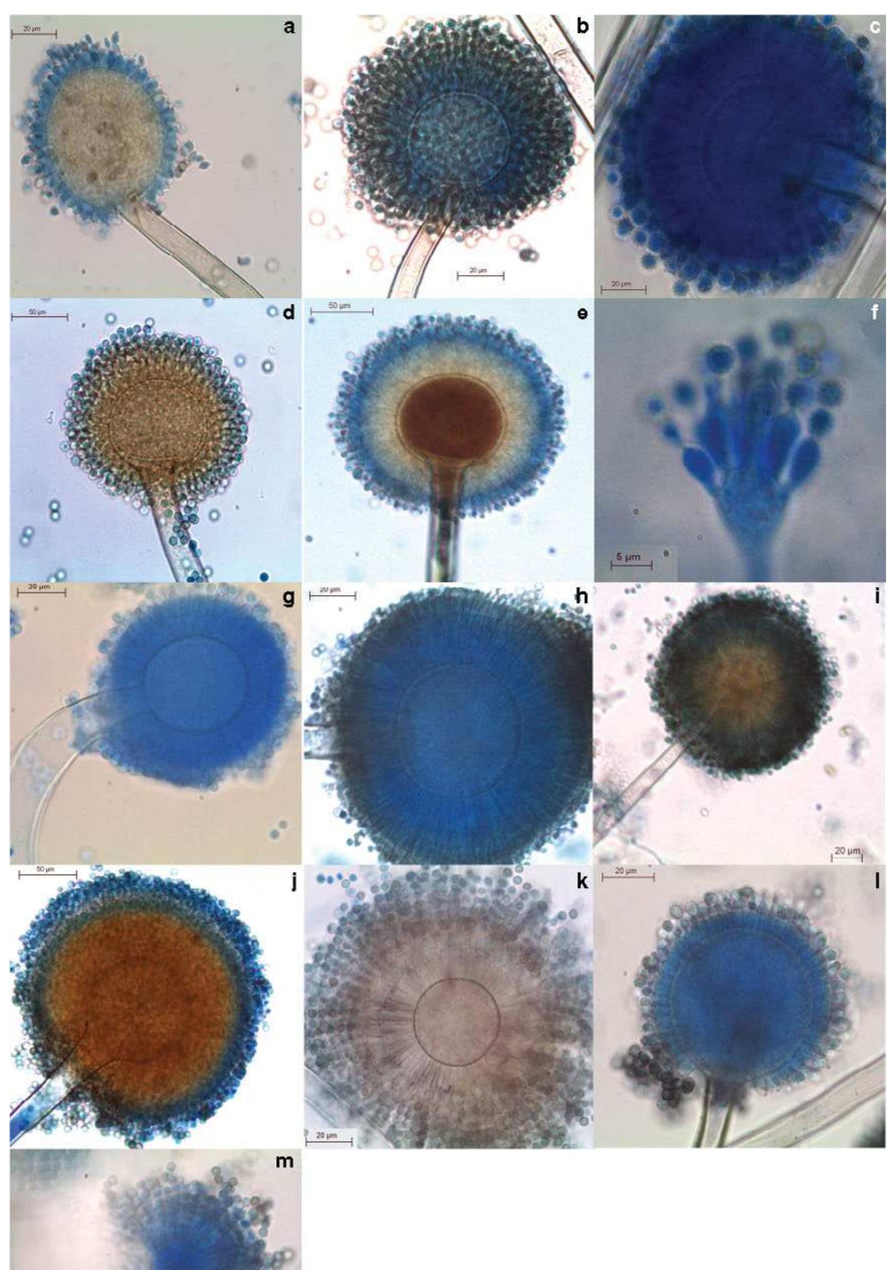 Figure 3 - from Structural diversity of Aspergillus (section