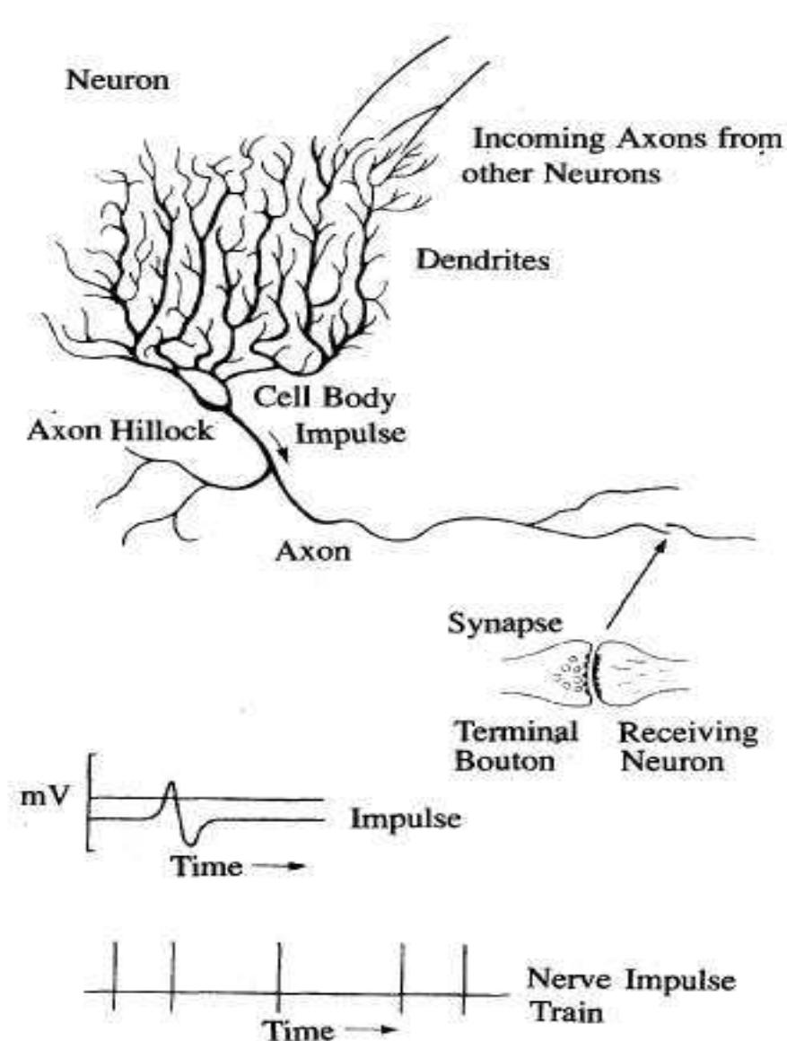 (b) schematic diagram of a neuron and a sample of train