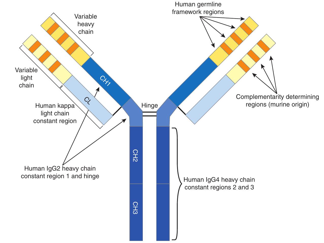 Figure 2 - from Discovery and development of the complement