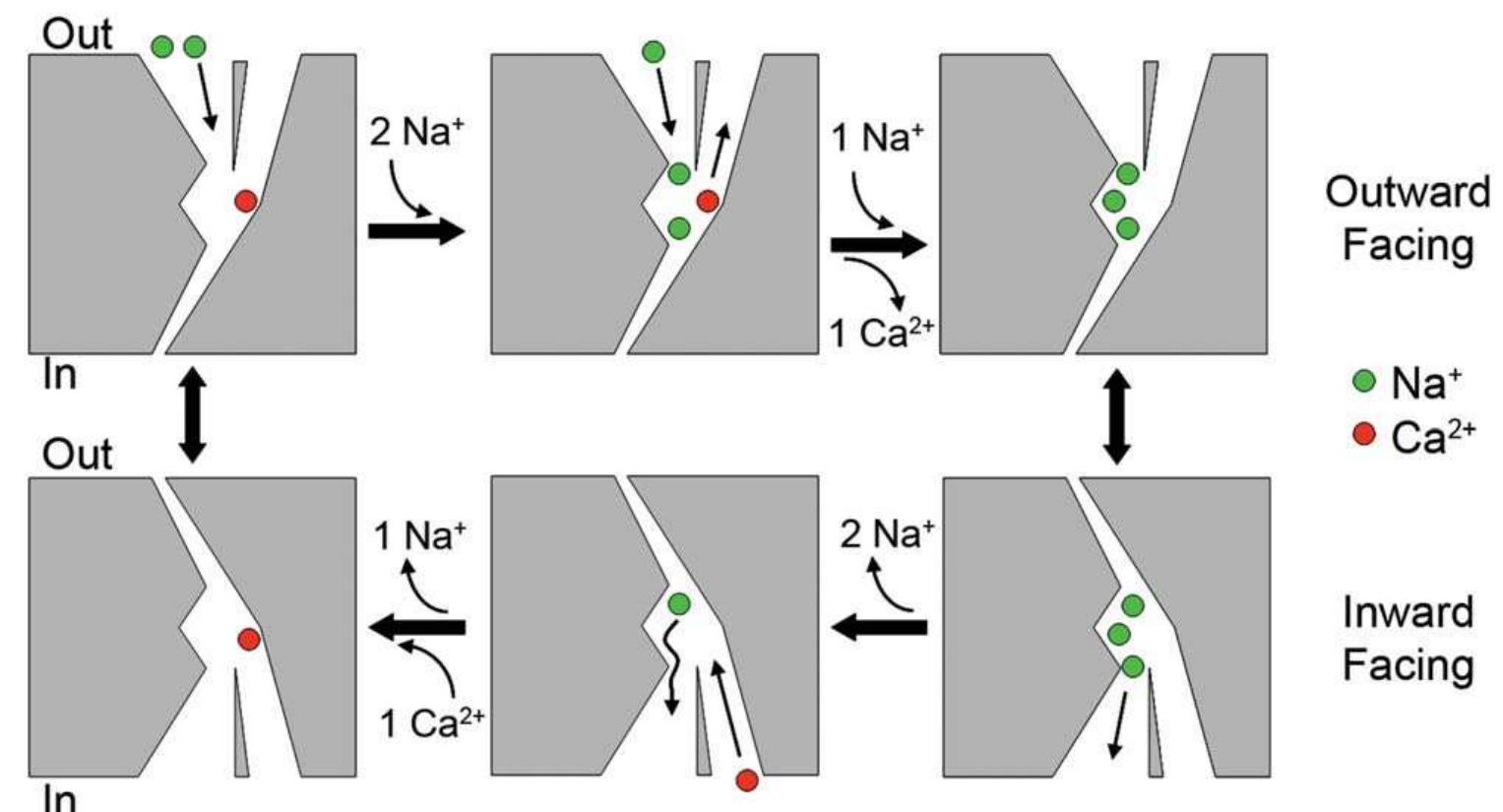 (PDF) Recent structural and functional insights into the family of ...