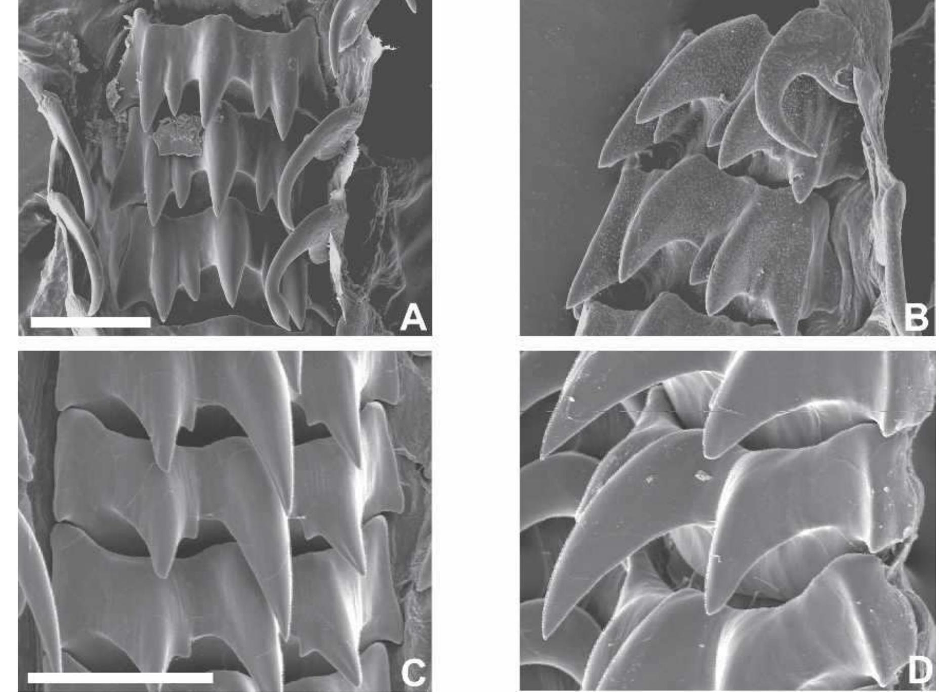 Figure 8 - from A developmental perspective on evolutionary