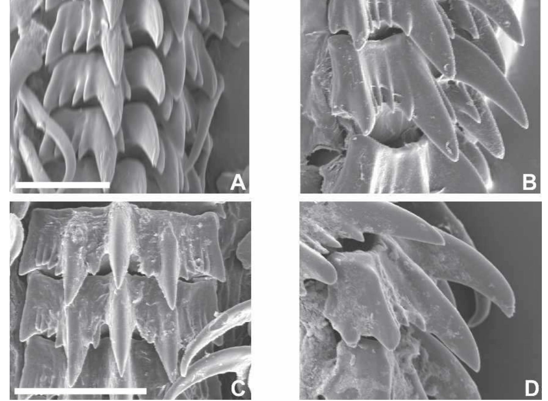Figure 9 - from A developmental perspective on evolutionary