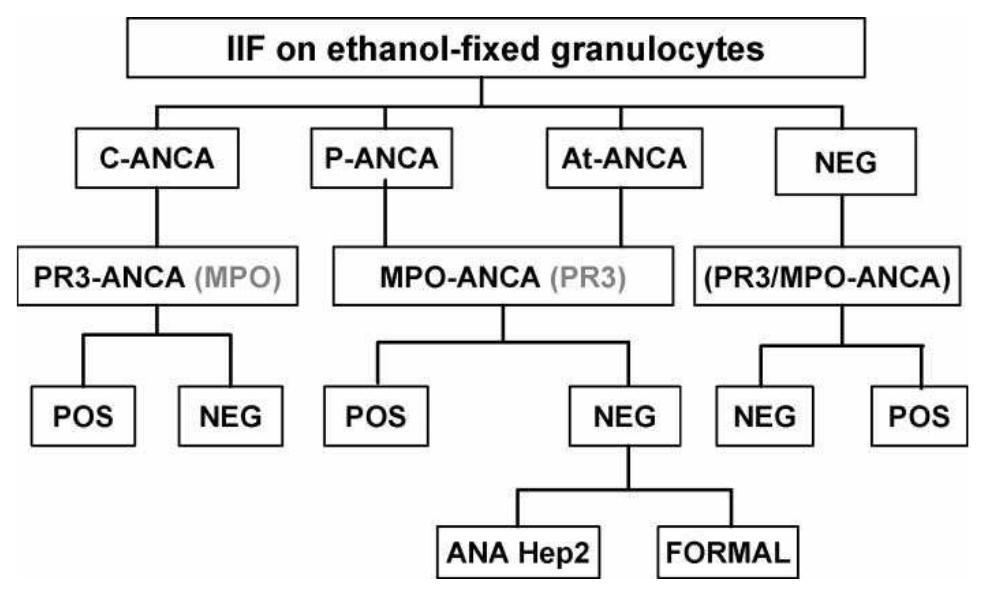 (PDF) Antineutrophil cytoplasmic antibodies (ANCA)