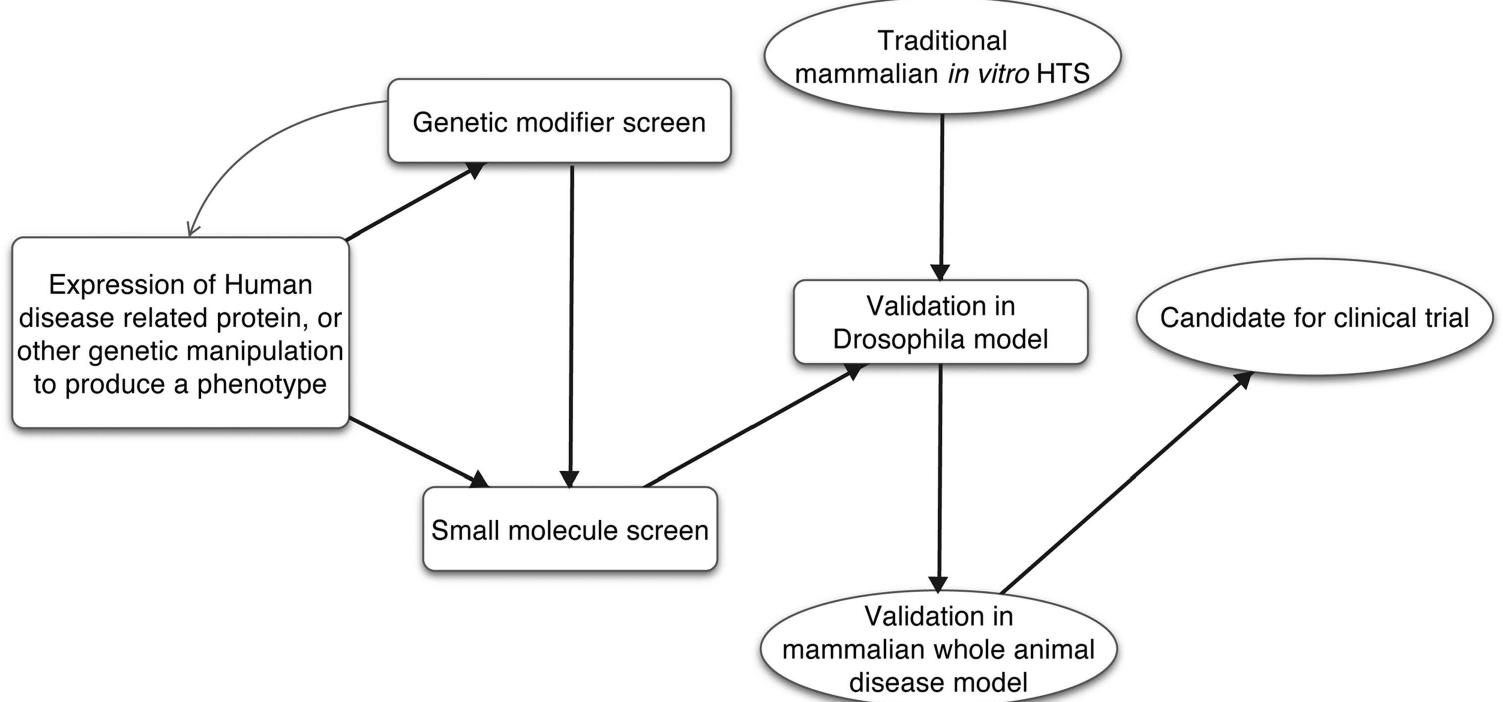 (PDF) Human disease models in Drosophila melanogaster and the role of ...