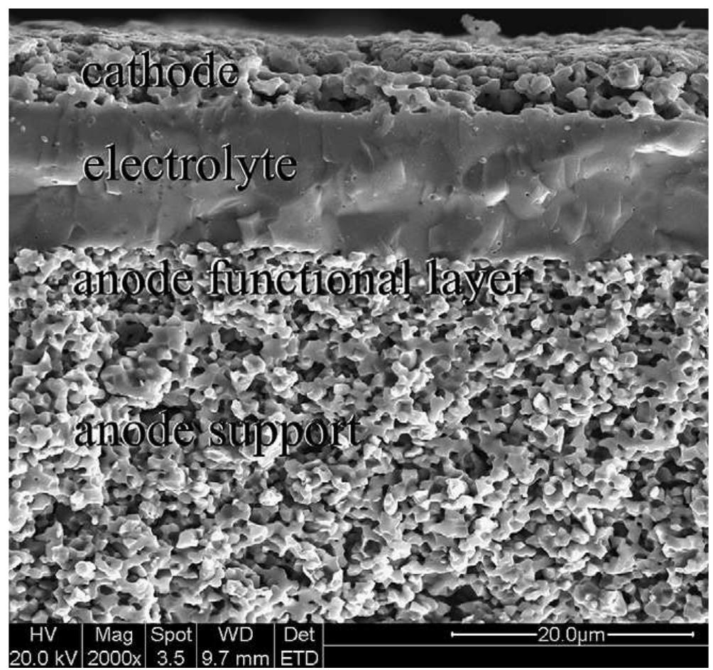 sem micrograph of the cross section of the cell structure.