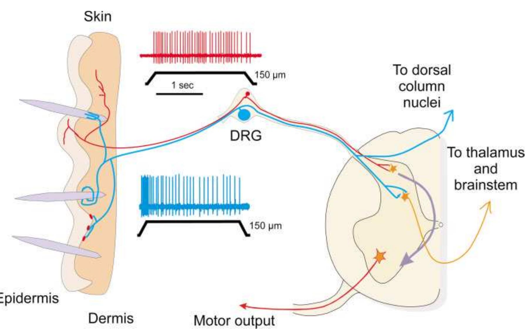 Anatomical and functional organization of mechanosensory