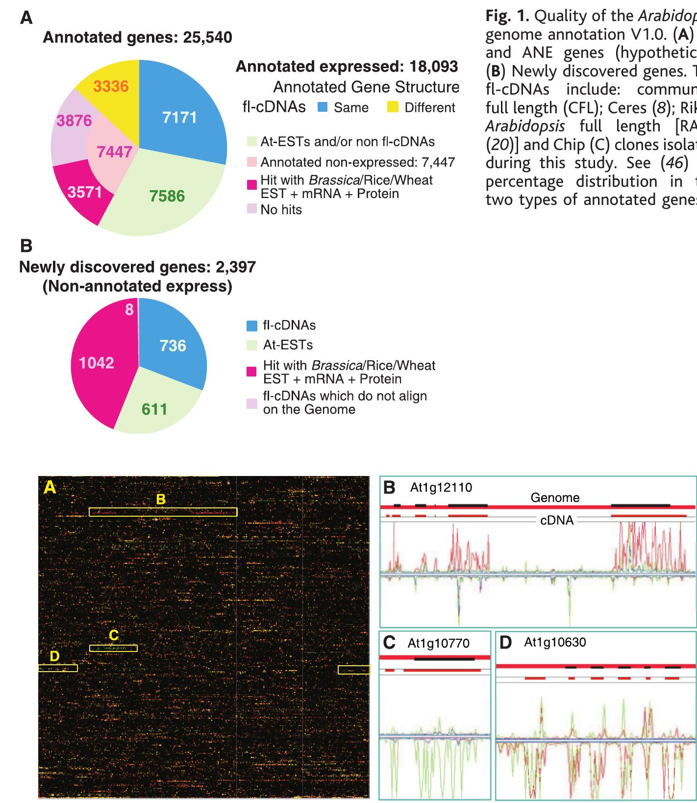 Pilot affymetrix tiling genome arrays for mapping