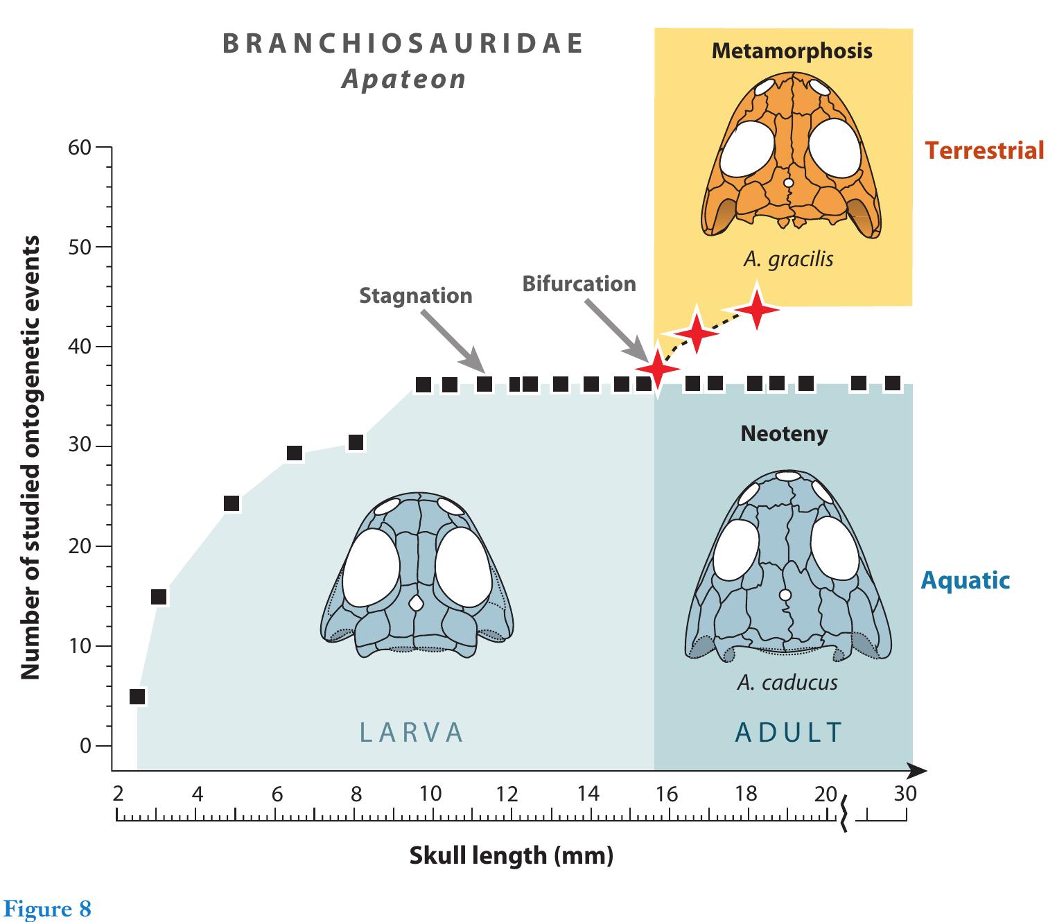 (PDF) Evolution of Life Cycles in Early Amphibians