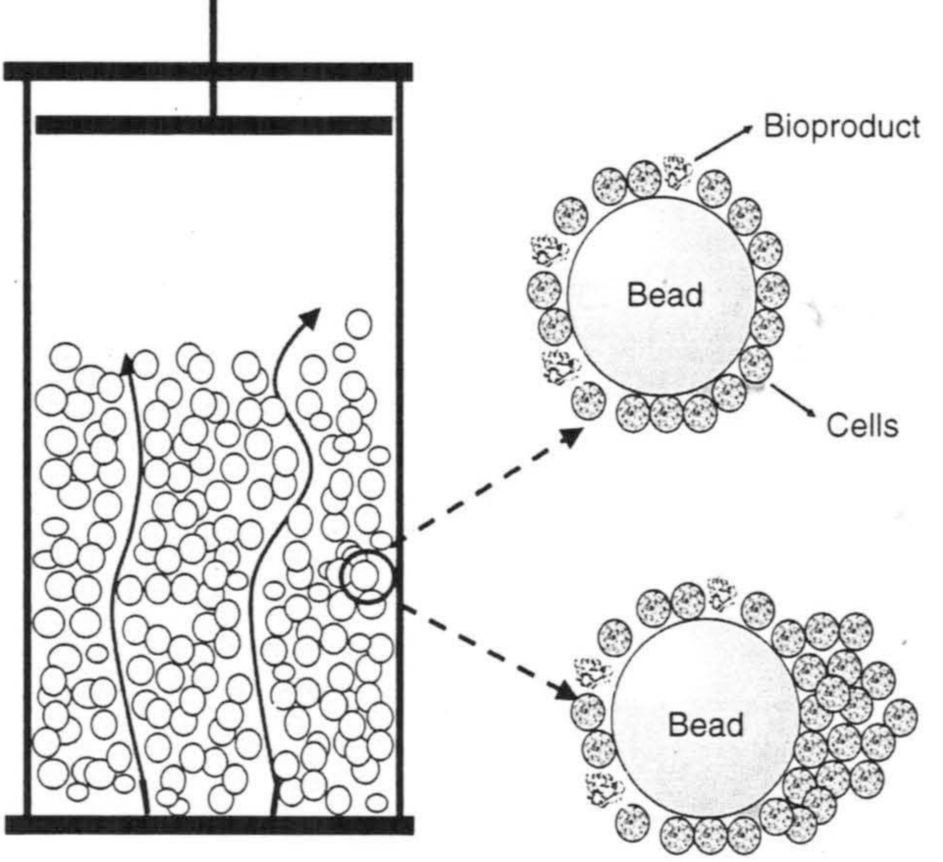 Toadstool Cell Structure Schematic of a simplified animal cell [adapted from panel