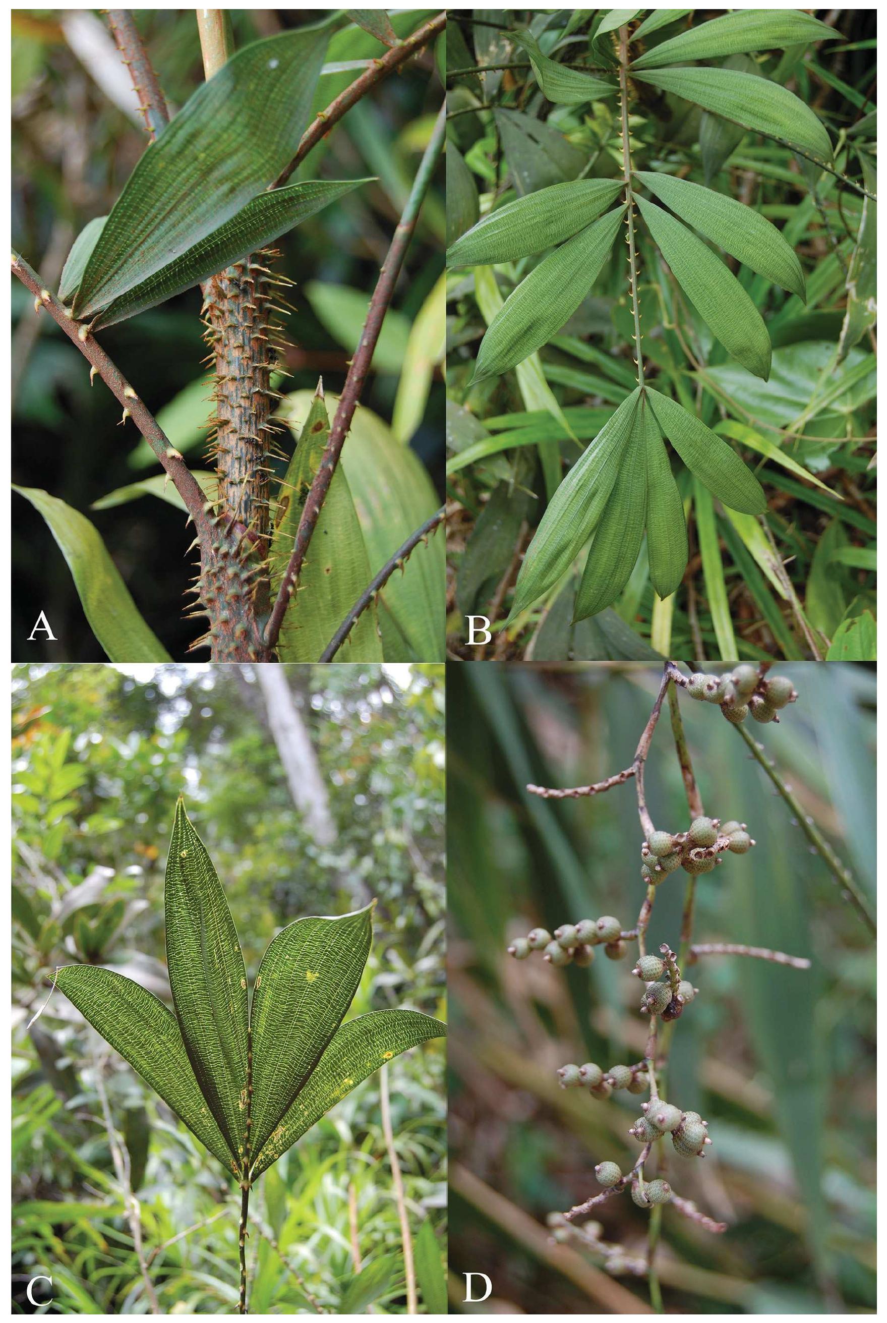 (PDF) Four new species of Calamus (Arecaceae) from Vietnam