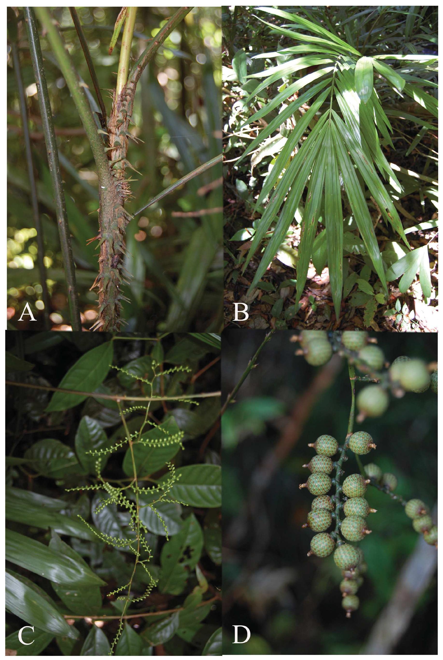 (PDF) Four new species of Calamus (Arecaceae) from Vietnam