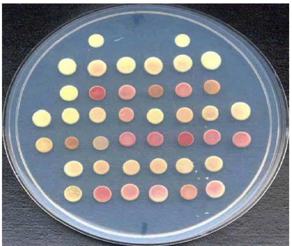 Figure 3 - from Chapter 13 Expression in the Yeast Pichia
