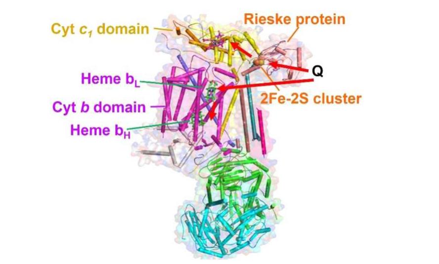 zero -1000パワーチャンバー　フィットGD3 PDF) Metalloproteins Containing Cytochrome, Iron–Sulfur, or
