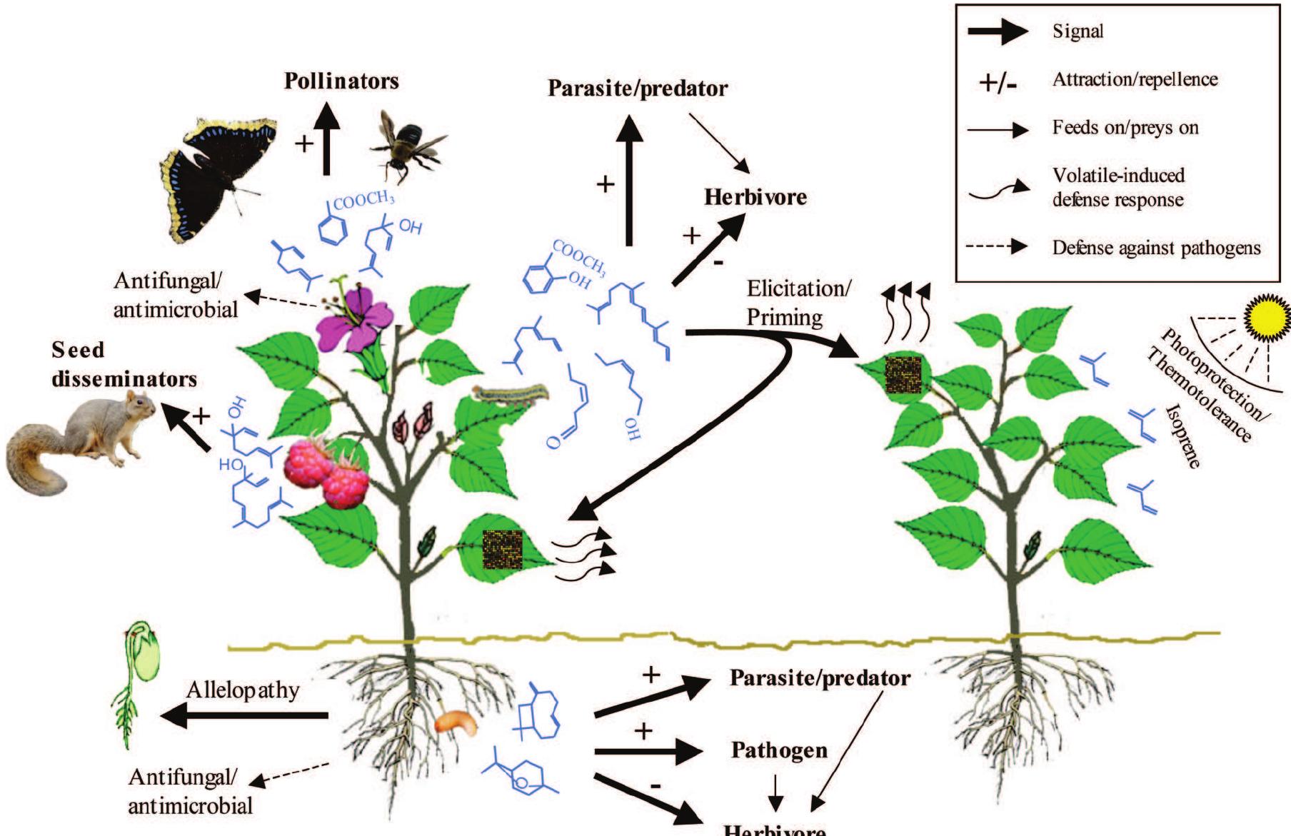 Figure 2 - from Dudareva et al., 2006.pdf