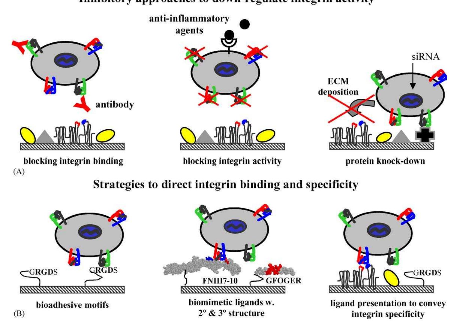 Integrin Rgd Function (PDF) Get a grip: integrins in cell–biomaterial interactions