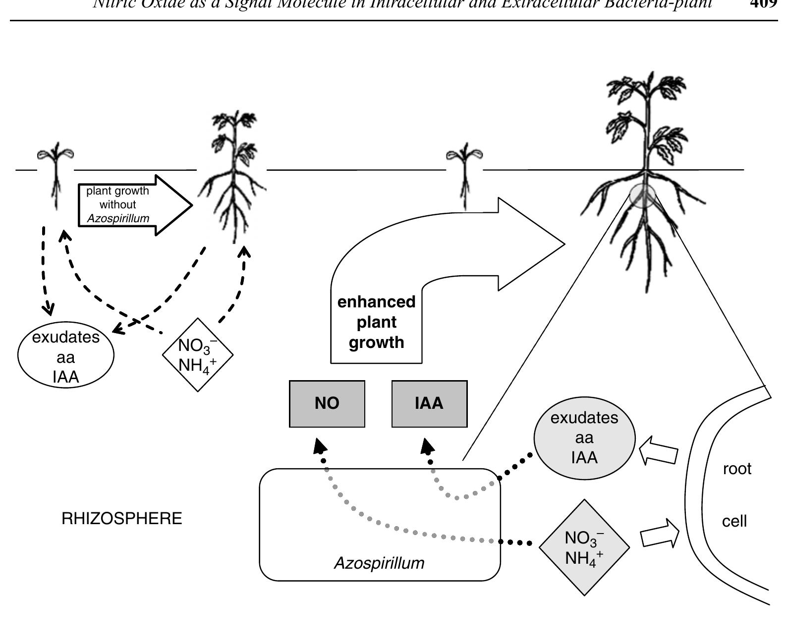 (PDF) Nitric Oxide as a Signal Molecule in Intracellular and ...