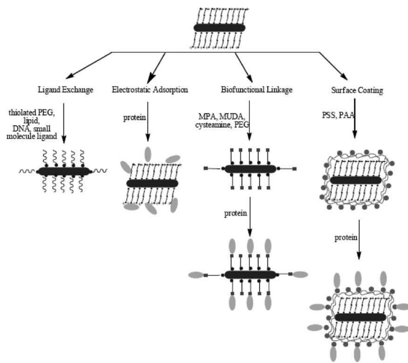 Schematic illustration of biconjugation methods for gold