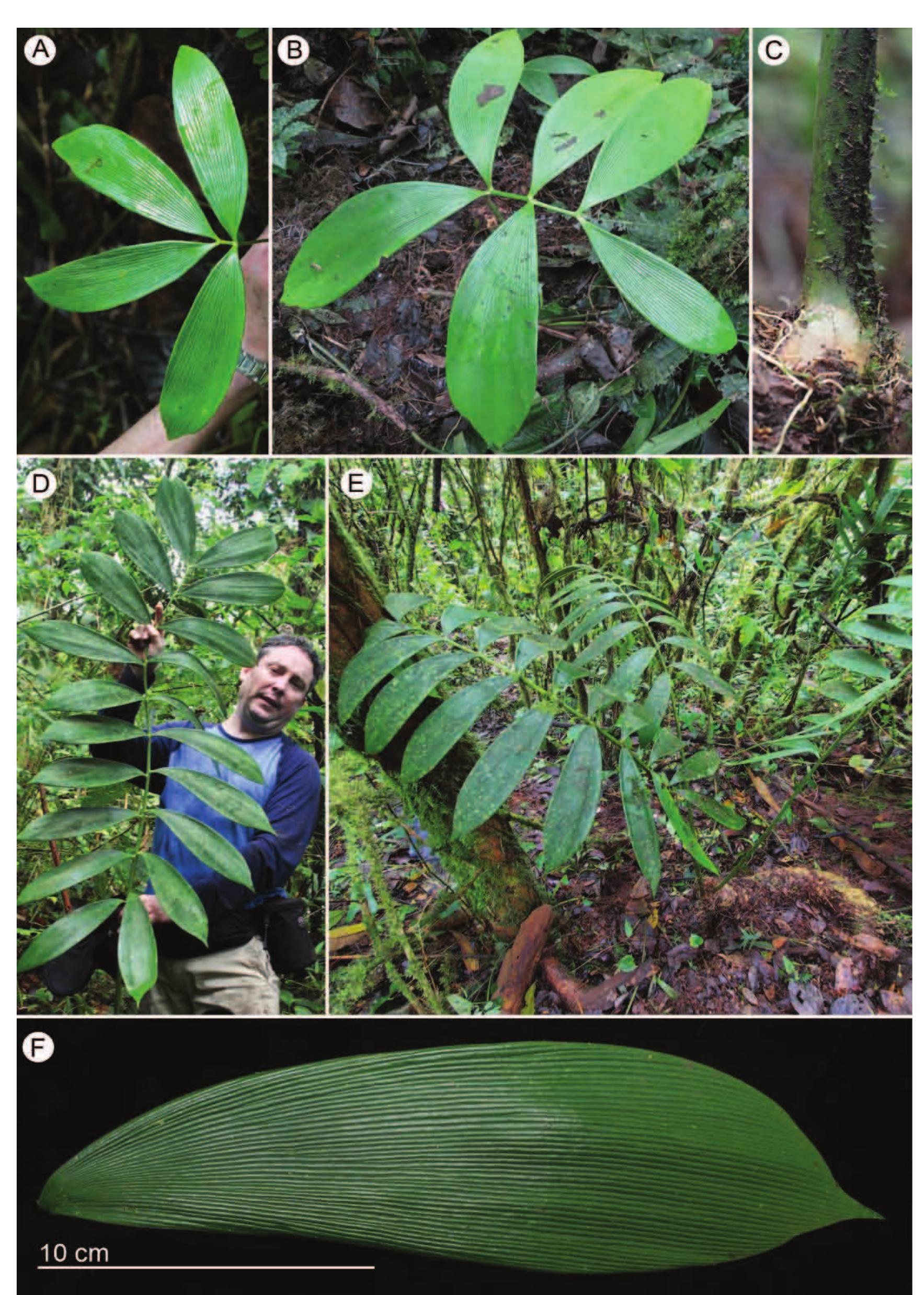 PDF) A taxonomic revision of Zamia montana and Zamia oligodonta, with notes  on their conservation status