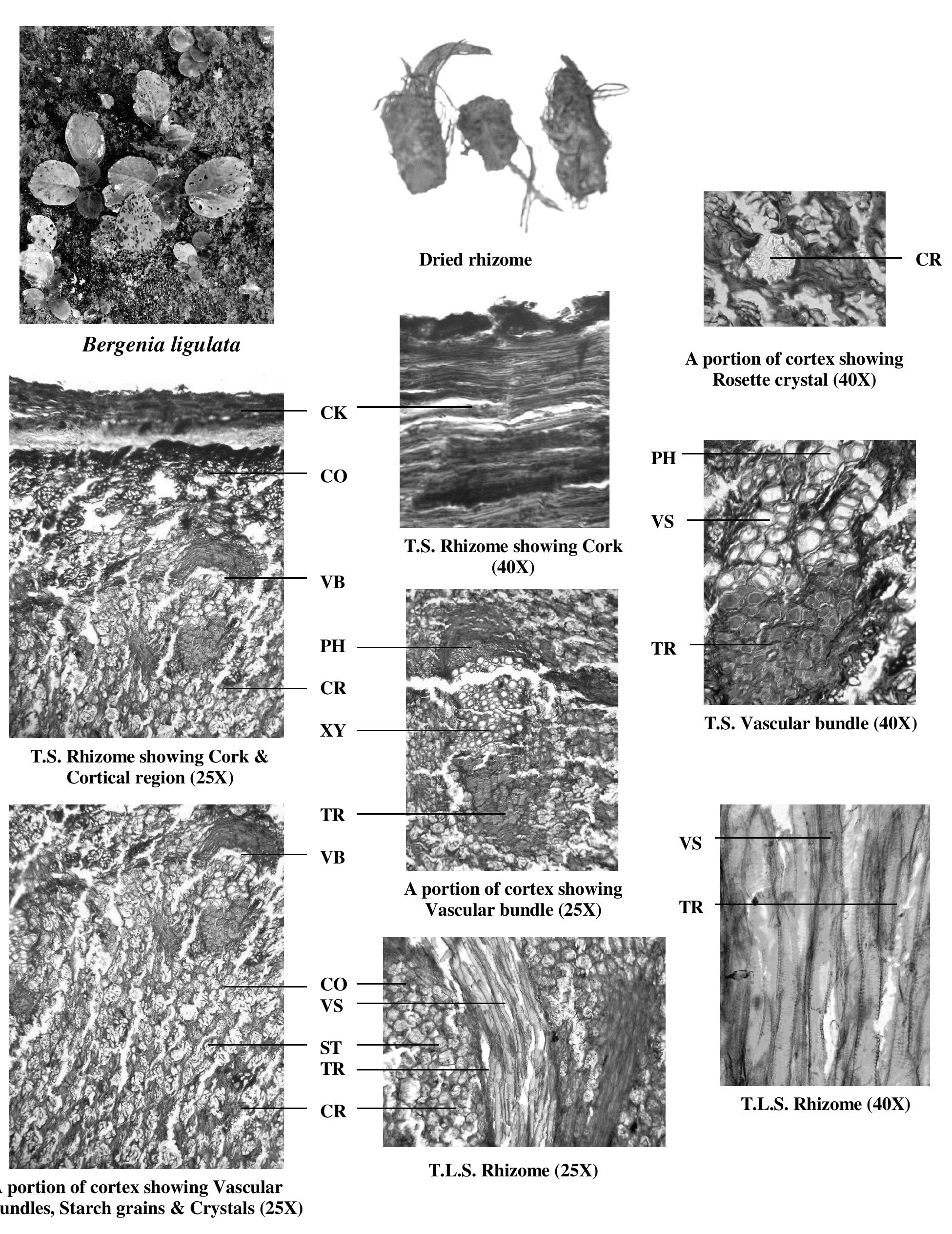 Plate 2—macro and microscopic characters of b. ligulata