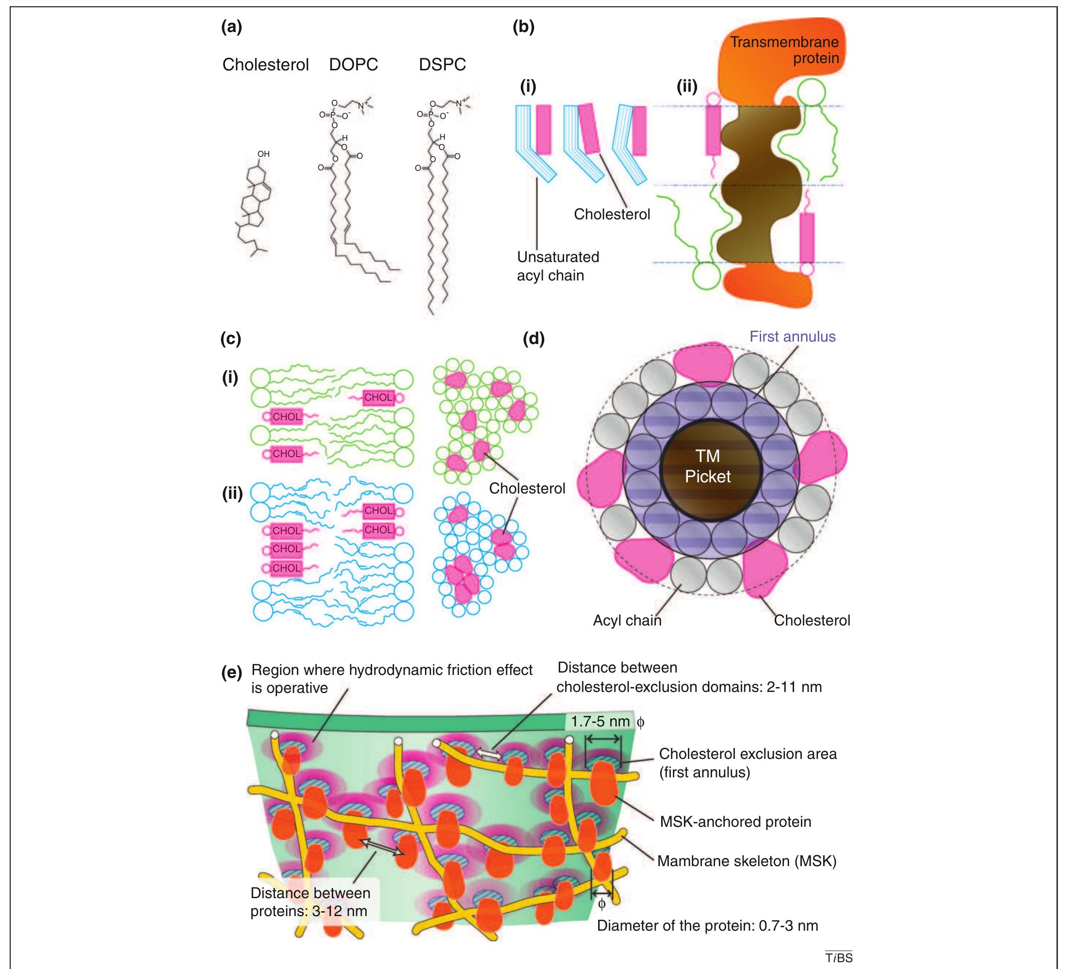 Three-tiered hierarchical structure of mesoscale domains in