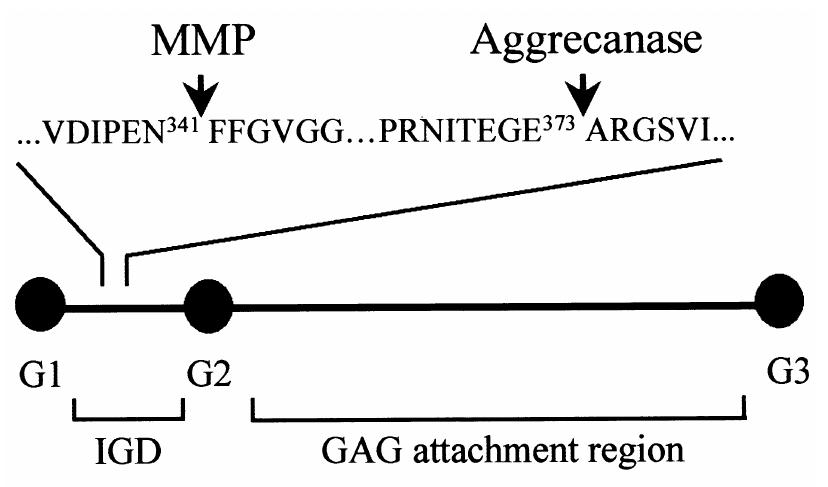 Schematic representation of the cleavage sites in the aggre-