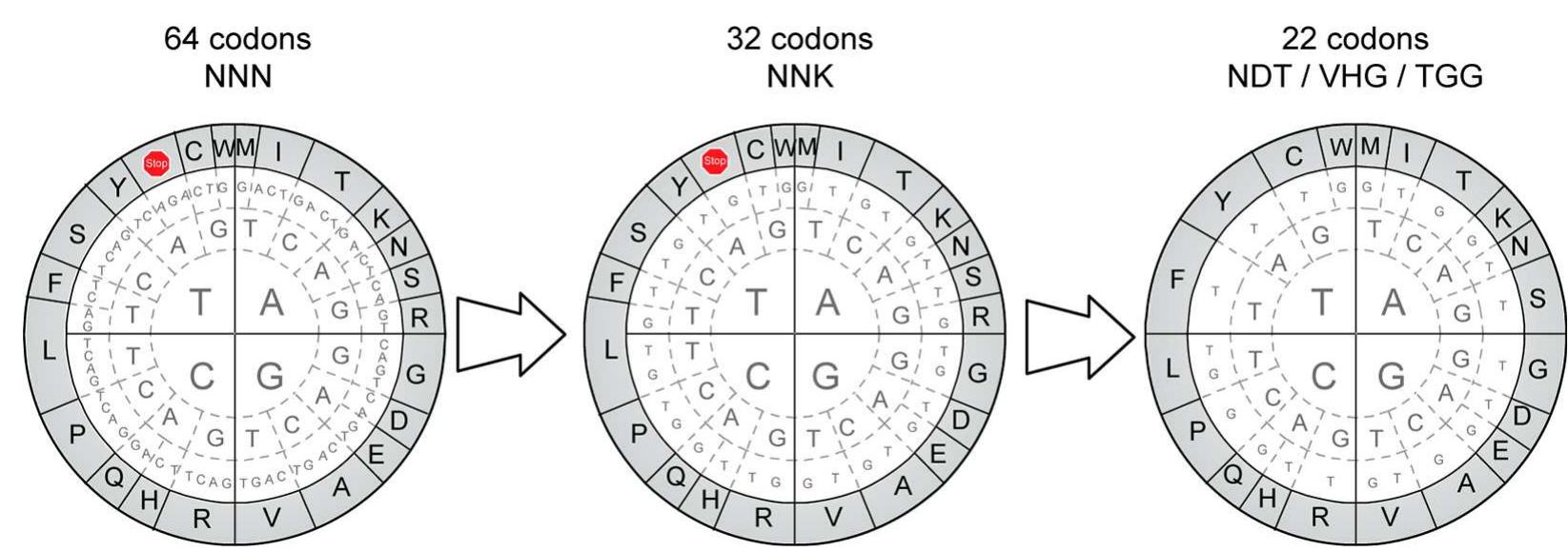 Figure 2 - from Reducing Codon Redundancy and Screening