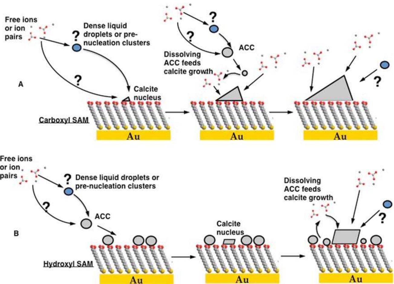 Schematic showing pathways of calcite formation on (a)