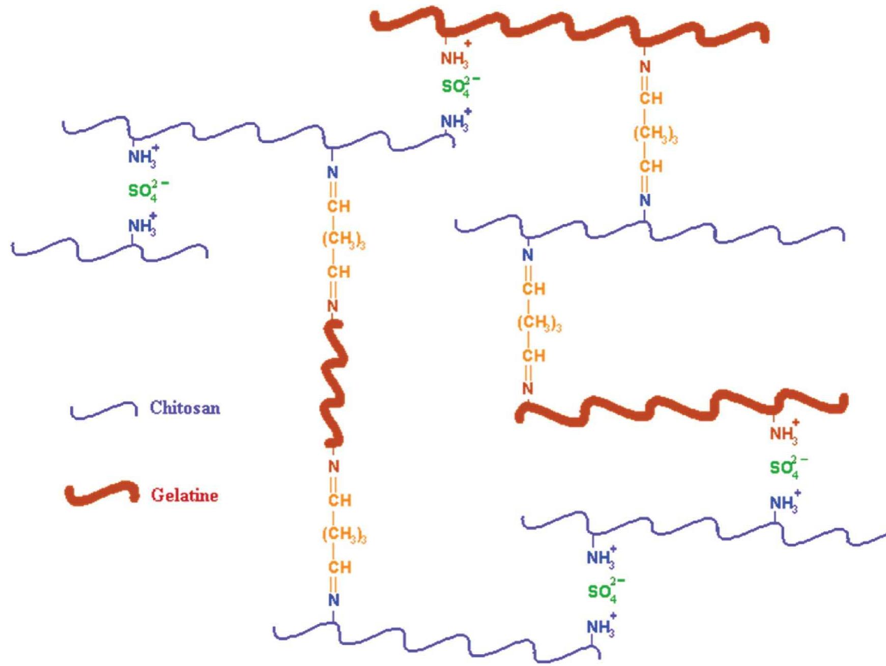 (PDF) Ionically and covalently crosslinked hydrogels based on gelatin ...