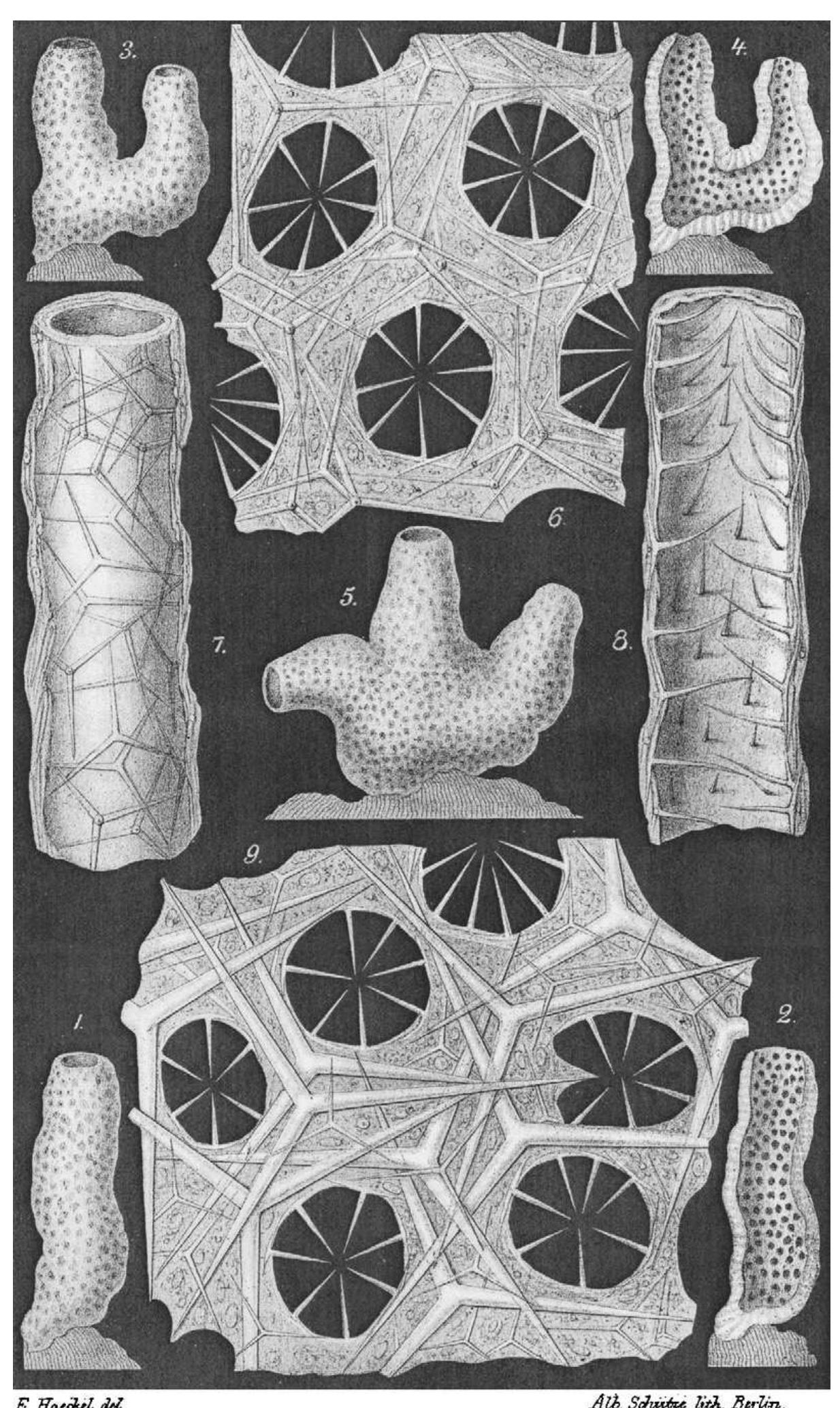 (PDF) Structure and composition of calcareous sponge spicules: A review ...