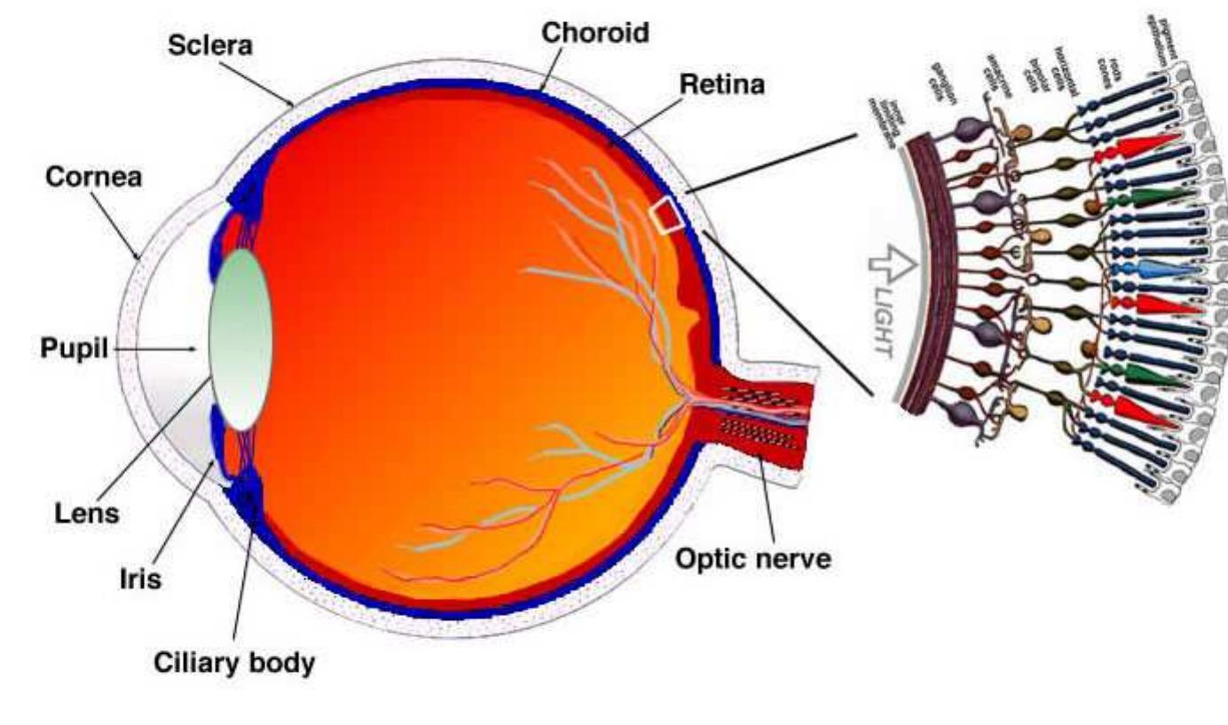 Retina Shape Figure 3 - from Simple anatomy of the retina
