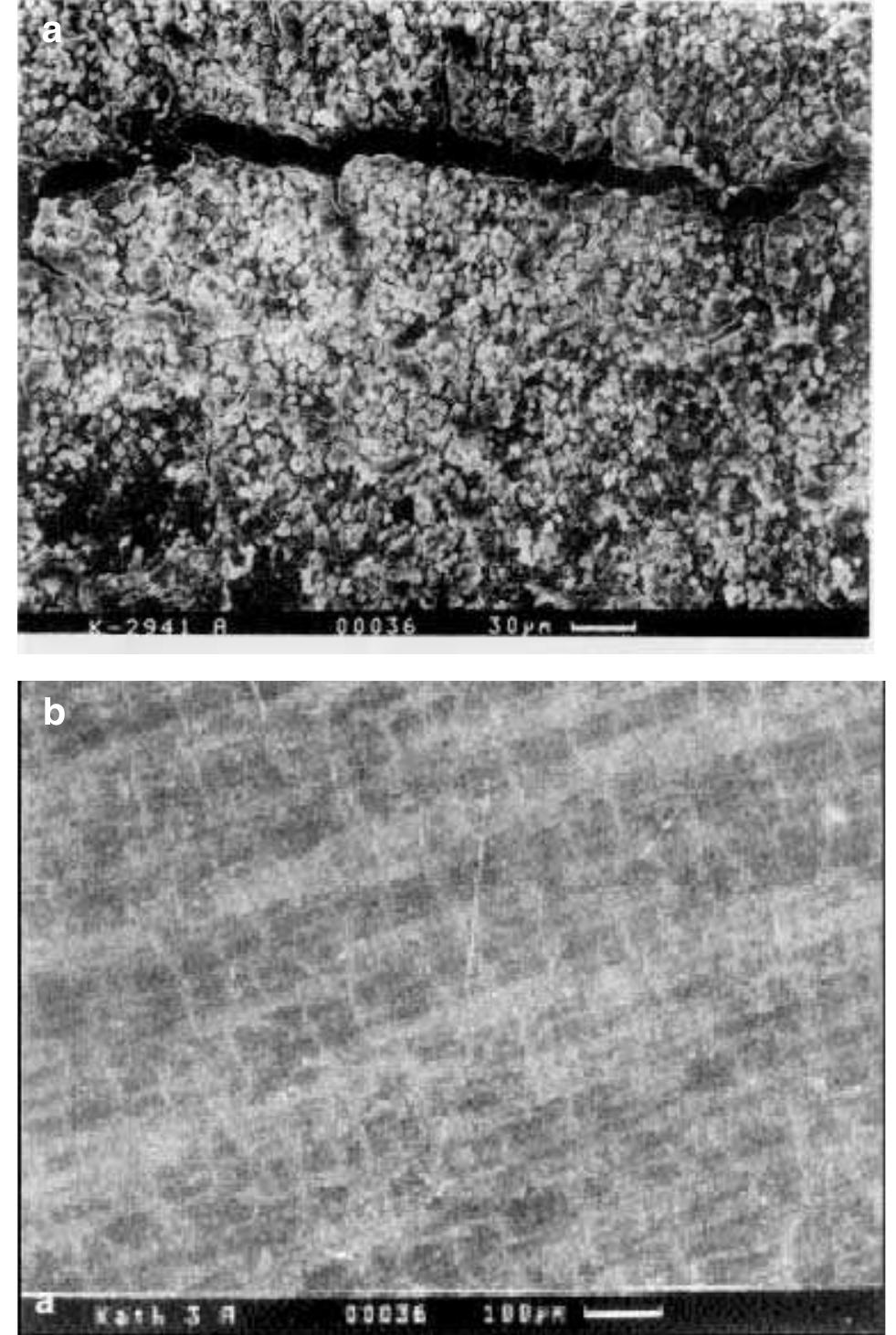 Scanning electron micrograph images of (a) uncoated and (b)