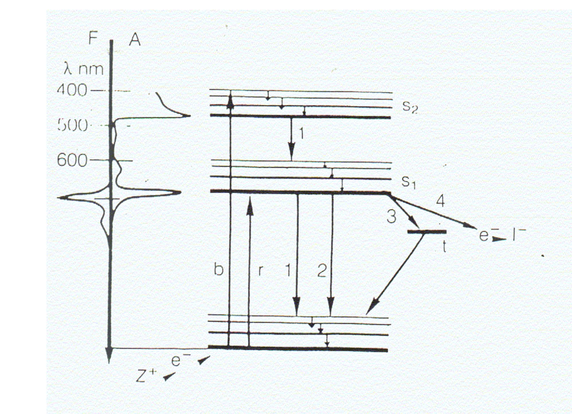 Grátis: Fotossíntese das plantas Entenda esse processo e suas fases -  Material Claro e Objetivo em PDF para Estudo Rápido, image size:1995x1445