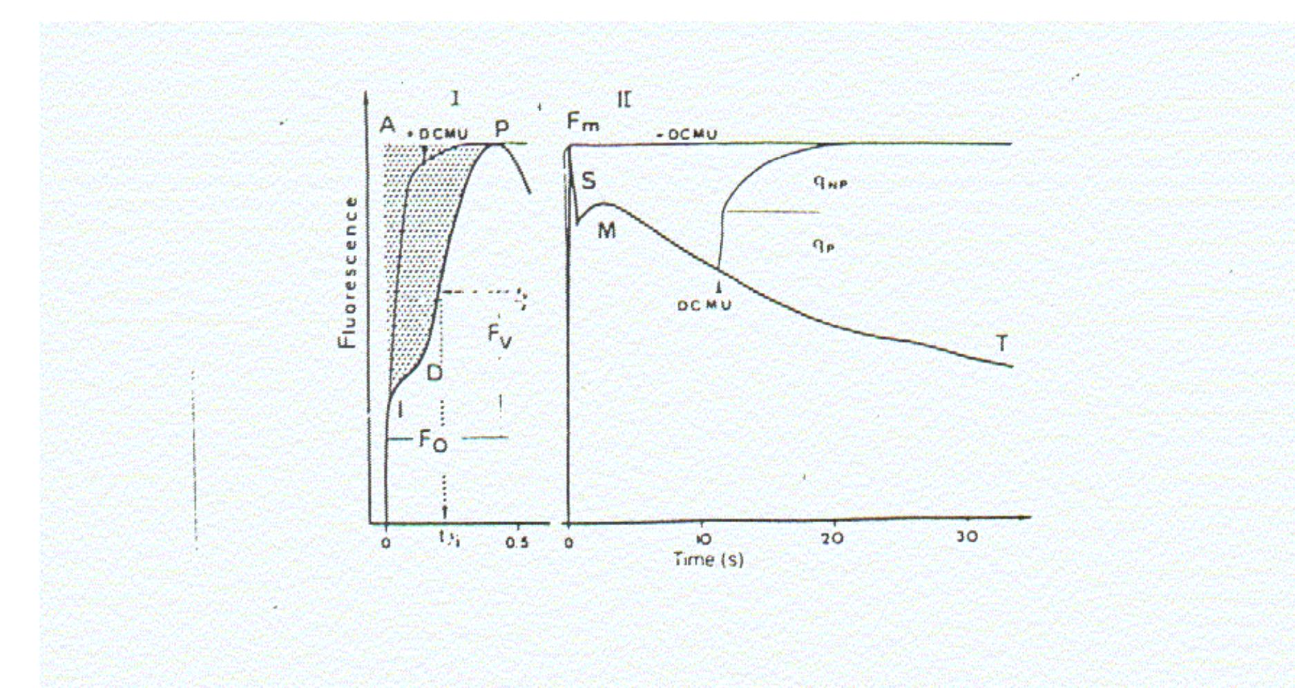 PPT - MINICURSO MEDIDAS DE FOTOSSÍNTESE TEORIA E PRÁTICA NA FISIOLOGIA DE  MACROALGAS PowerPoint Presentation - ID:5798637, image size:1875x996