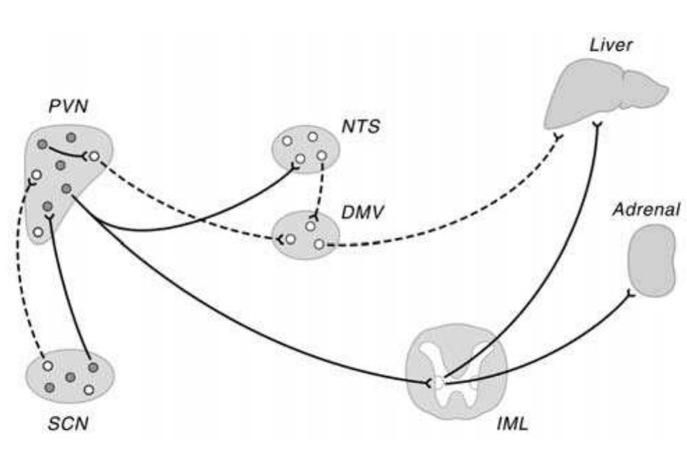 Tricular Figure 4 - from SCN Outputs and the Hypothalamic Balance of