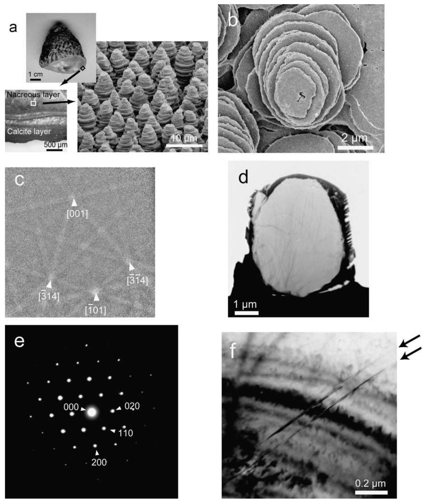 Narce Sem (a) sem image of the cross section of o. rusticus, showing